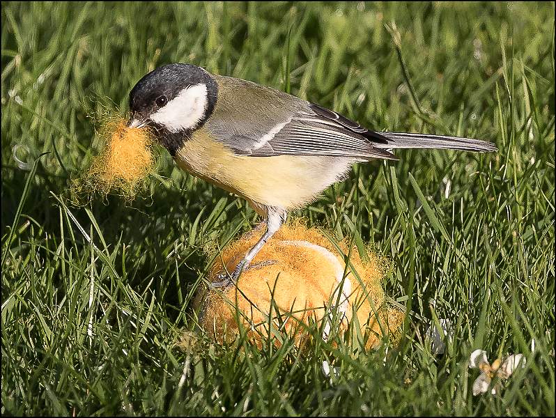 Great Tit Collecting Colourful Nest Material.jpg